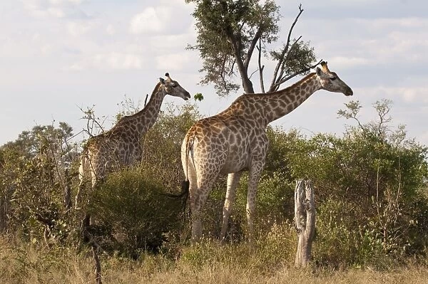 Giraffe (Giraffa camelopardalis), Savute Channel, Linyanti, Botswana, Africa