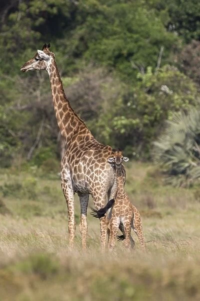 Giraffe (Giraffa camelopardalis) with small baby, Isimangaliso, KawZulu-Natal, South Africa