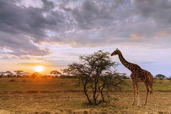 Giraffe (Giraffa camelopardalis) at sunset, Serengeti National Park, UNESCO World Heritage Site