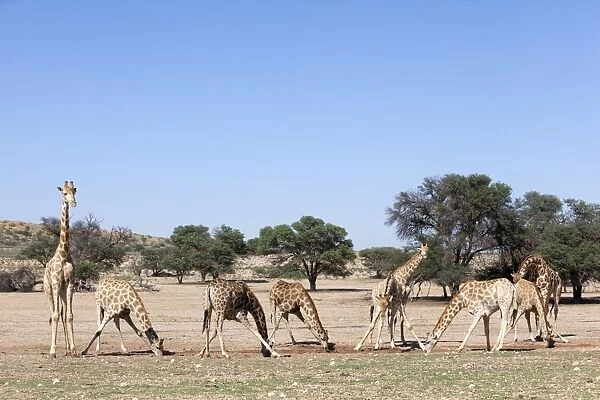 Giraffe (Giraffa camelopardalis), at water, Kgalagadi Transfrontier Park