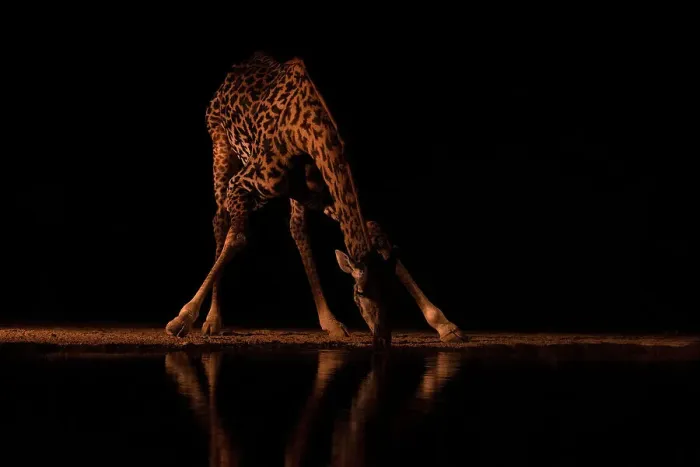 Framed Print : Giraffe (Giraffa camelopardalis) at water at night, Shompole, Kenya, East Africa, Africa Framed Print : Giraffe (Giraffa camelopardalis) at water at night, Shompole, Kenya, East Africa, Africa