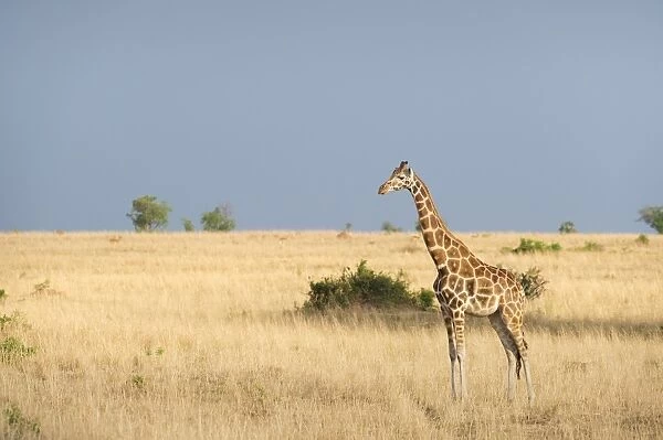 Giraffe (Giraffa camelopardis), Uganda, Africa