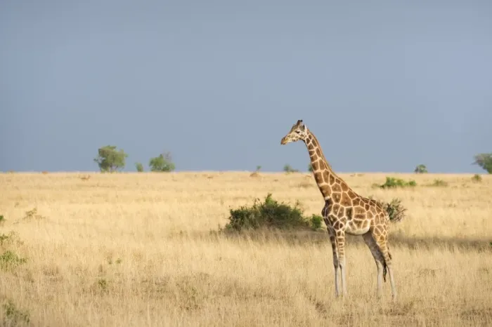 Framed Print : Giraffe (Giraffa camelopardis), Uganda, Africa Framed Print : Giraffe (Giraffa camelopardis), Uganda, Africa