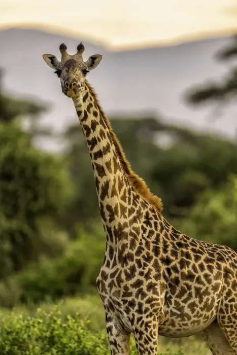 Framed Print : A Giraffe (Giraffa), in the Msai Mara National Reserve, Kenya, East Africa, Africa Framed Print : A Giraffe (Giraffa), in the Msai Mara National Reserve, Kenya, East Africa, Africa