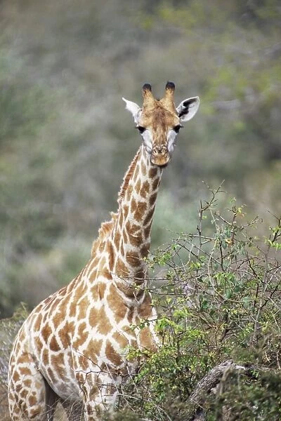 Giraffe (Giraffe camelopardalis)