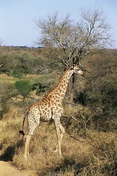 Giraffe (Giraffe camelopardalis)