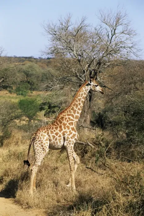 Framed Print : Giraffe (Giraffe camelopardalis)