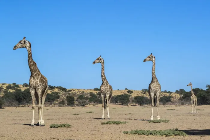 Framed Print : Giraffe (Giraffe camelopardalis), Kgalagadi Transfrontier Park, South Africa, Africa Framed Print : Giraffe (Giraffe camelopardalis), Kgalagadi Transfrontier Park, South Africa, Africa