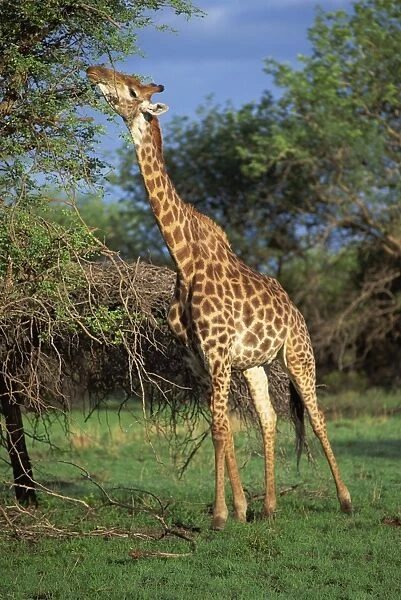 Giraffe grazing