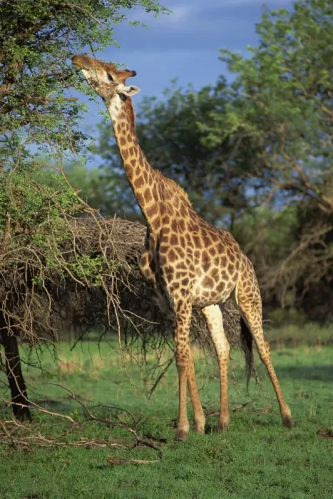 Framed Print : Giraffe grazing Framed Print : Giraffe grazing
