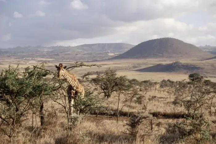 Framed Print : Giraffe, Kenya Framed Print : Giraffe, Kenya