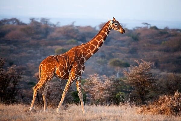 Giraffe, Kenya, East Africa, Africa