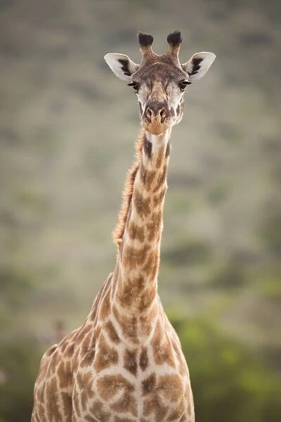 Giraffe, Masai Mara, Kenya, East Africa, Africa
