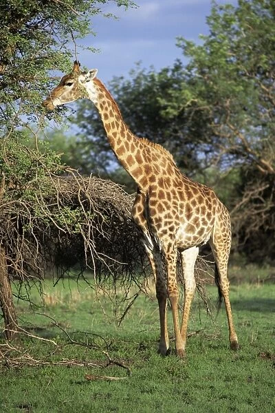 Giraffe, Mkuzi Game Reserve