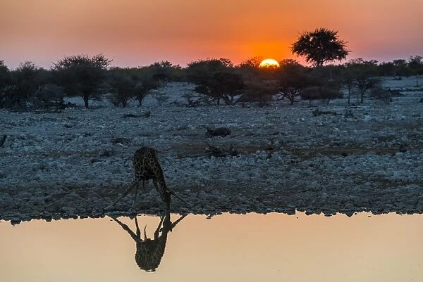 Giraffe reflected in the water of a waterhole, Okaukuejo Rest Camp, Etosha National Park