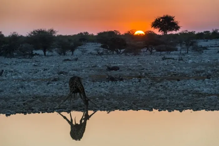 Framed Print : Giraffe reflected in the water of a waterhole, Okaukuejo Rest Camp, Etosha National Park Framed Print : Giraffe reflected in the water of a waterhole, Okaukuejo Rest Camp, Etosha National Park