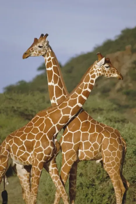 Framed Print : Giraffe, Sambura Framed Print : Giraffe, Sambura