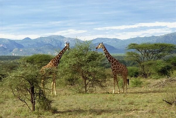 Giraffe, Samburu National Reserve