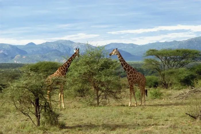 Framed Print : Giraffe, Samburu National Reserve Framed Print : Giraffe, Samburu National Reserve