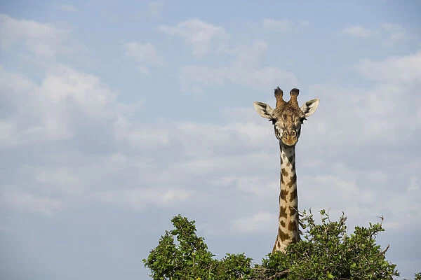 Giraffe behind a tree on the Msai Mara, Kenya, East Africa, Africa