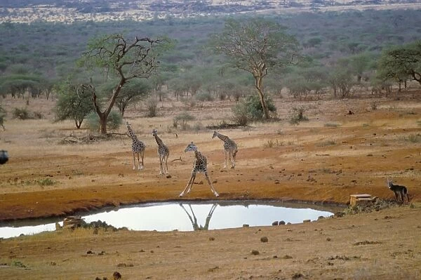 Giraffe, Tsavo West National Park