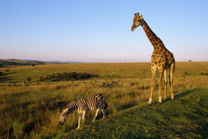 Framed Print : Giraffe and zebra Framed Print : Giraffe and zebra