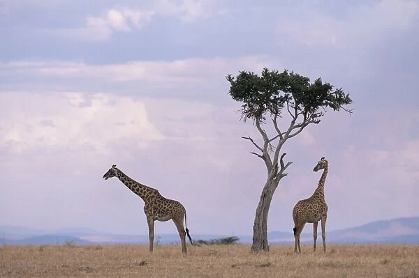 Two giraffes with acacia tree