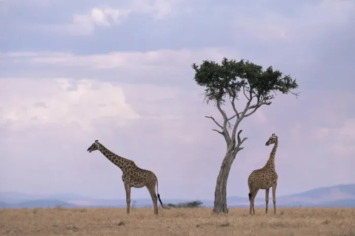 Framed Print : Two giraffes with acacia tree Framed Print : Two giraffes with acacia tree