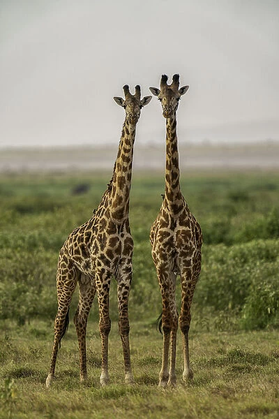 Two Giraffes (Giraffa), Amboseli National Park, Kenya, East Africa, Africa