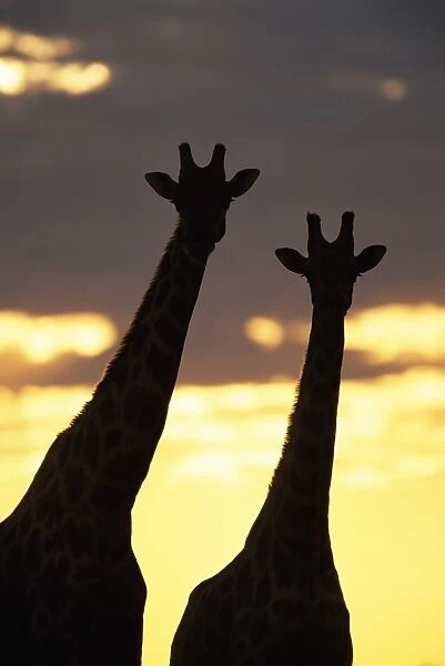 Two giraffes (Giraffa camelopardalis)