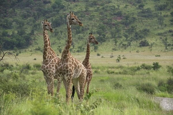Three giraffes (Giraffa camelopardalis)