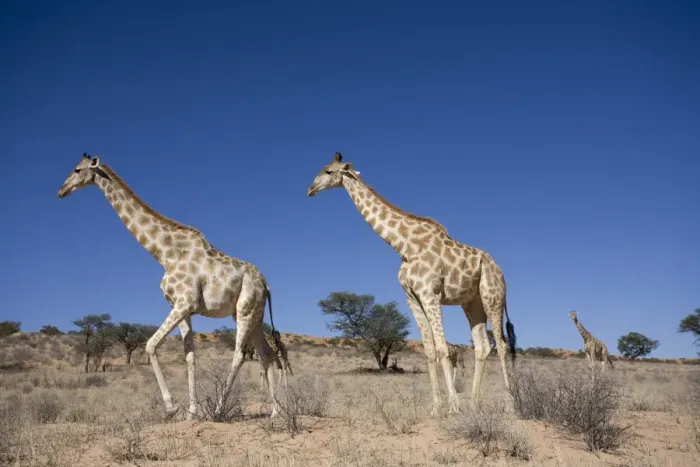 Framed Print : Giraffes (Giraffa camelopardalis), Kgalagadi Transfrontier Park, Northern Cape Framed Print : Giraffes (Giraffa camelopardalis), Kgalagadi Transfrontier Park, Northern Cape