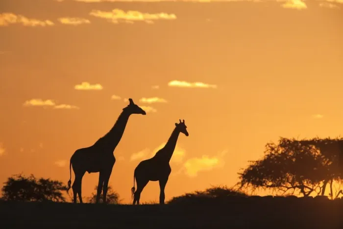 Framed Print : Giraffes (Giraffa camelopardalis), silhouetted at sunset, Etosha National Park Framed Print : Giraffes (Giraffa camelopardalis), silhouetted at sunset, Etosha National Park