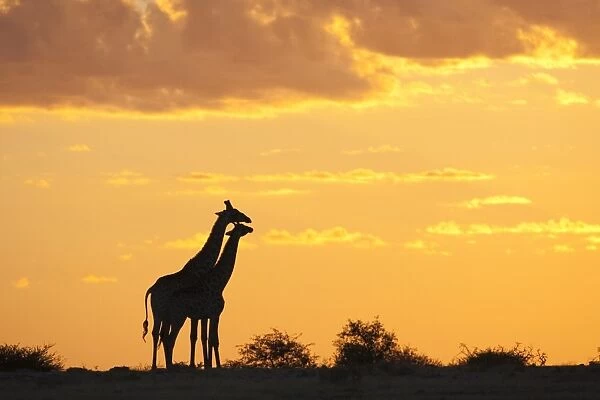 Giraffes (Giraffa camelopardalis), silhouetted at sunset, Etosha National Park