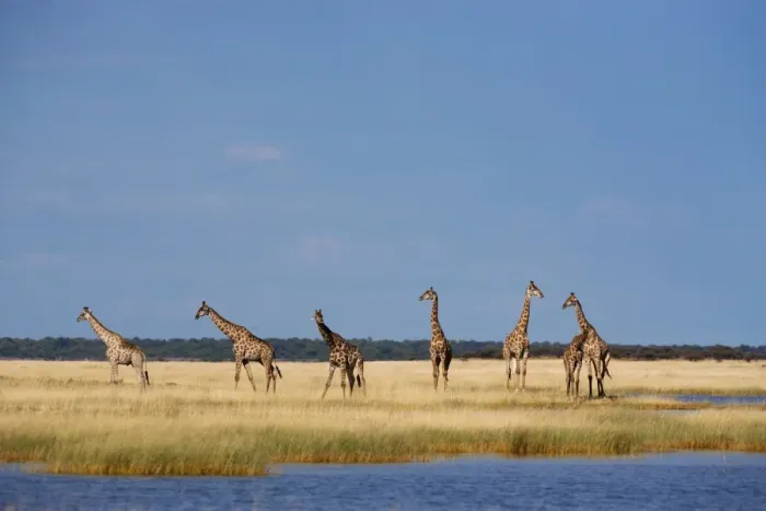 Framed Print : Giraffes (Giraffa camelopardalis), Etosha National Park, Namibia, Africa Framed Print : Giraffes (Giraffa camelopardalis), Etosha National Park, Namibia, Africa