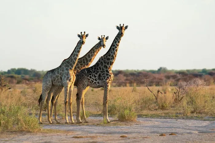Framed Print : Giraffes (Giraffa camelopardalis), Nxai Pan National Park, Botswana, Africa Framed Print : Giraffes (Giraffa camelopardalis), Nxai Pan National Park, Botswana, Africa