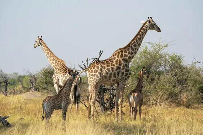 Framed Print : Giraffes (Giraffa camelopardalis) and calves, Okavango Delta, Botswana, Africa Framed Print : Giraffes (Giraffa camelopardalis) and calves, Okavango Delta, Botswana, Africa