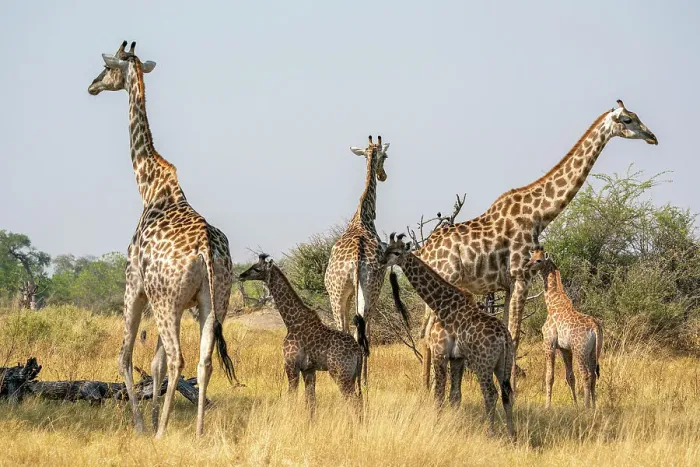 Framed Print : Giraffes (Giraffa camelopardalis) and calves, Okavango Delta, Botswana, Africa Framed Print : Giraffes (Giraffa camelopardalis) and calves, Okavango Delta, Botswana, Africa