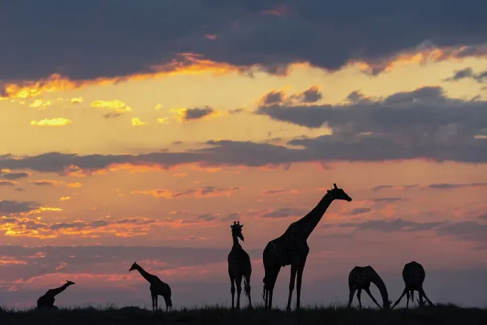 Framed Print : Giraffes (Giraffa camelopardalis) at sunset, Chobe National Park, Botswana, Africa Framed Print : Giraffes (Giraffa camelopardalis) at sunset, Chobe National Park, Botswana, Africa