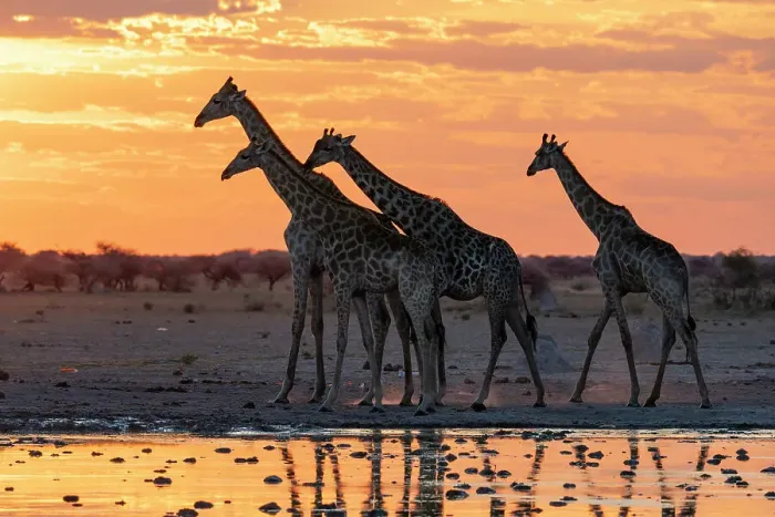 Framed Print : Giraffes (Giraffa camelopardalis) at sunset at a waterhole, Nxai Pan National Park, Botswana, Africa Framed Print : Giraffes (Giraffa camelopardalis) at sunset at a waterhole, Nxai Pan National Park, Botswana, Africa
