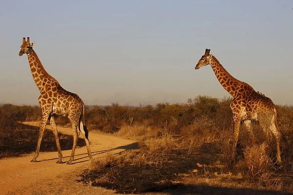 Giraffes, Madikwe game reserve, Madikwe, South Africa, Africa