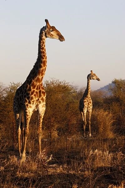 Giraffes, Madikwe game reserve, Madikwe, South Africa, Africa