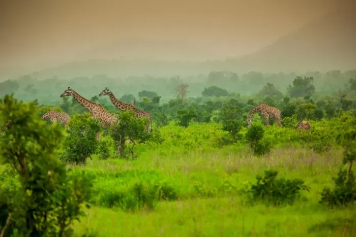 Framed Print : Giraffes on safari, Mizumi Safari Park, Tanzania, East Africa, Africa Framed Print : Giraffes on safari, Mizumi Safari Park, Tanzania, East Africa, Africa