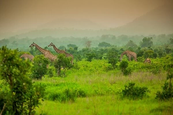 Giraffes on safari, Mizumi Safari Park, Tanzania, East Africa, Africa