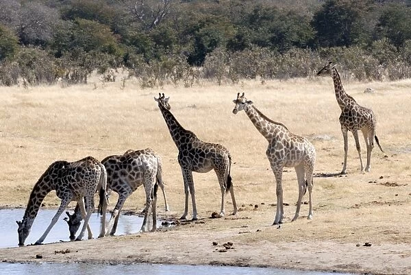 Giraffes at waterhole, Hwange National Park, Zimbabawe, Africa