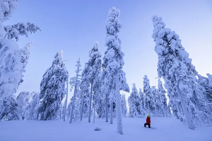 Framed Print : A girl admires the beauty of the snowy woods during a cold winter day, Rovaniemi, Finland, Europe