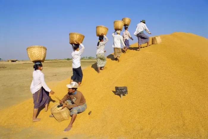 Framed Print : Girls depositing rice tax, Government rice depot near Thaton, Myanmar, Asia Framed Print : Girls depositing rice tax, Government rice depot near Thaton, Myanmar, Asia
