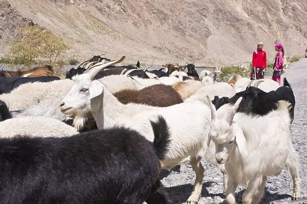 Two girls with herd of goats, Wakhan Valley, The Pamirs, Tajikistan, Central Asia, Asia
