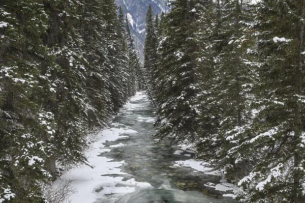 A glacial mountain river runs through a spruce forest in winter, Banff National Park, UNESCO World Heritage Site, Alberta, Canadian Rockies, Canada, North America