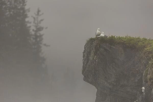 Glacous-winged gulls (Larus glaucescens) perched on a cliff in the mist, Valdez, Alaska